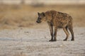 Spotted hyaena, Crocuta crocuta Royalty Free Stock Photo