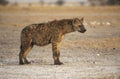 Spotted hyaena, Crocuta crocuta Royalty Free Stock Photo