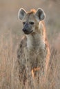 Spotted Hyaena, (Crocuta crocuta), South Africa Royalty Free Stock Photo