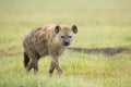 Spotted Hyaena (Crocuta crocuta) Tanzania Royalty Free Stock Photo