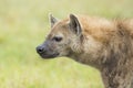 Spotted Hyaena (Crocuta crocuta) Tanzania