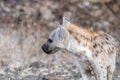 Spotted hyaena cub, Crocuta crocuta, looking to its right Royalty Free Stock Photo