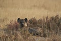 Spotted Hyaena in Etosha National Park, Namibia Royalty Free Stock Photo