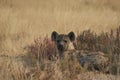 Spotted Hyaena in Etosha National Park, Namibia Royalty Free Stock Photo