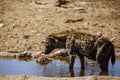 Spotted hyaena in Kgalagadi transfrontier park, South Africa Royalty Free Stock Photo