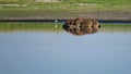 Spotted hyaena crocuta lying in water at a waterhole in the Liuwa Plains National Park, Zambia. Royalty Free Stock Photo