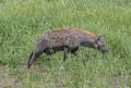 Spotted Hyaena, Selous Game Reserve, Tanzanie