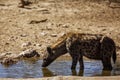 Spotted hyaena in Kgalagadi transfrontier park, South Africa Royalty Free Stock Photo