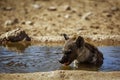 Spotted hyaena in Kgalagadi transfrontier park, South Africa Royalty Free Stock Photo