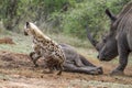 Spotted hyaena and white rhinoceros in Kruger National park, Sou