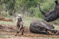 Spotted hyaena and white rhinoceros in Kruger National park, Sou Royalty Free Stock Photo