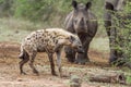 Spotted hyaena and white rhinoceros in Kruger National park, Sou