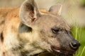 Spotted Hyaenas Hyaena hyaena Royalty Free Stock Photo