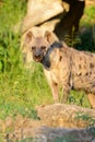 Spotted Hyaenas (Hyaena hyaena) Royalty Free Stock Photo