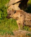 Spotted Hyaenas (Hyaena hyaena) Royalty Free Stock Photo