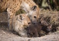 Spotted hyaenas Royalty Free Stock Photo