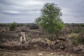 Spotted hyaenas in Kruger National park, South Africa Royalty Free Stock Photo