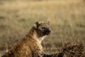 Spotted Hyena Royalty Free Stock Photo