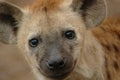 Spotted hyena Royalty Free Stock Photo