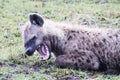 Spotted Hyena