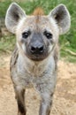 Spotted hyena