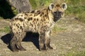Spotted Hyena Royalty Free Stock Photo
