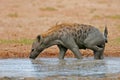 Spotted Hyena Royalty Free Stock Photo