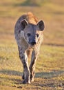 Spotted Hyena