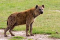 Spotted Hyena