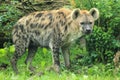 Spotted hyena