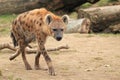 Spotted hyena Royalty Free Stock Photo