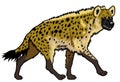 Spotted hyena