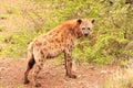 Spotted Hyena