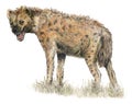 Spotted Hyena