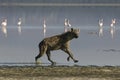 Spotted Hyena