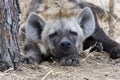 Spotted Hyena