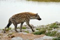 Spotted hyena, Africa