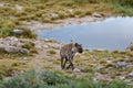 Spotted hyena, Africa