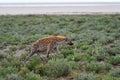 Spotted hyena, Africa