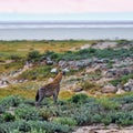 Spotted hyena, Africa