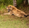 Close view of a hyena in the grass Royalty Free Stock Photo