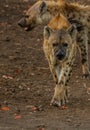 Spotted Hyena approaching