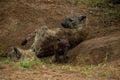 Hyenas in Kruger National Park in South Africa