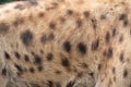 Sotted hyena`s hair