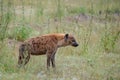 Spotted hyena in the bush, photographed in Sabi Sands, Kruger, South Africa