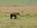 Spotted Hyena on carcase