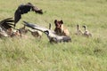 Spotted hyena chasing vultures in the african savannah.