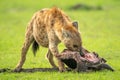 Spotted hyena chews carcase in short grass