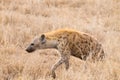 Spotted hyena close up. Serengeti National Park, Tanzania, Africa Royalty Free Stock Photo