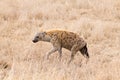 Spotted hyena close up. Serengeti National Park, Tanzania, Africa Royalty Free Stock Photo